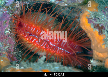 Electric Flame Scallop or Disco Clam (Ctenoides ales). Lembeh Straits, Indonesia.` Stock Photo